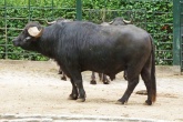 165px-buffel-wasserbuffel-01